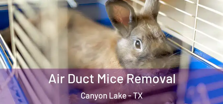  Air Duct Mice Removal Canyon Lake - TX